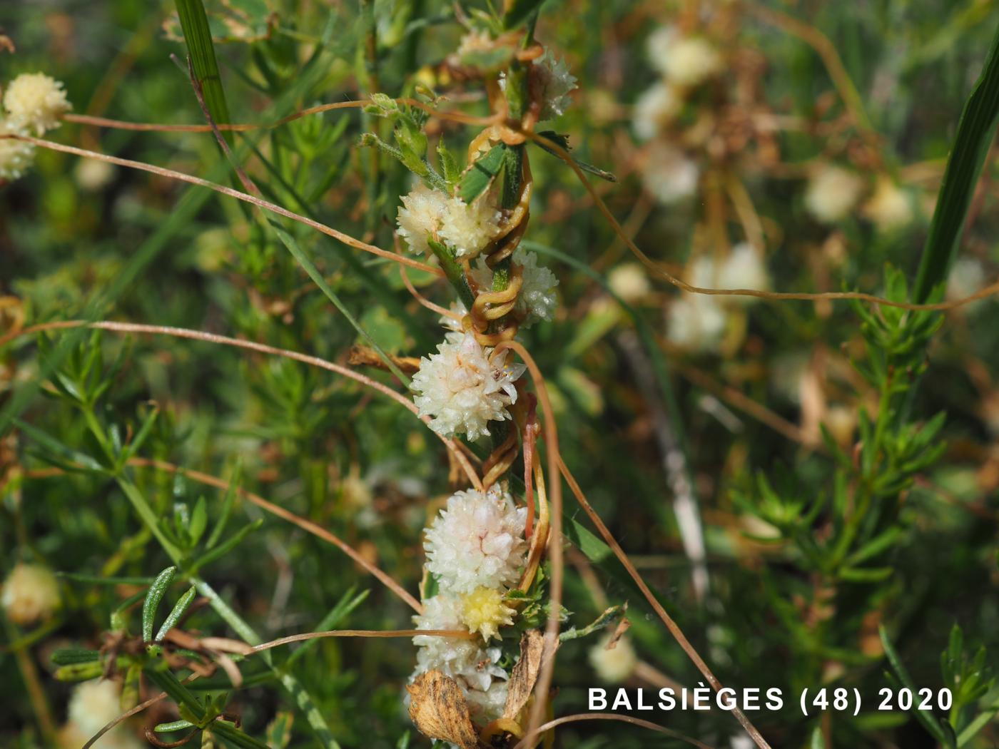 Dodder, Field plant